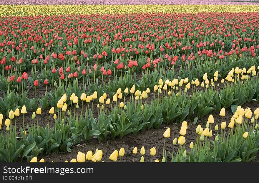 Pink, Yellow and Red Tulips ready for harvest. Pink, Yellow and Red Tulips ready for harvest.