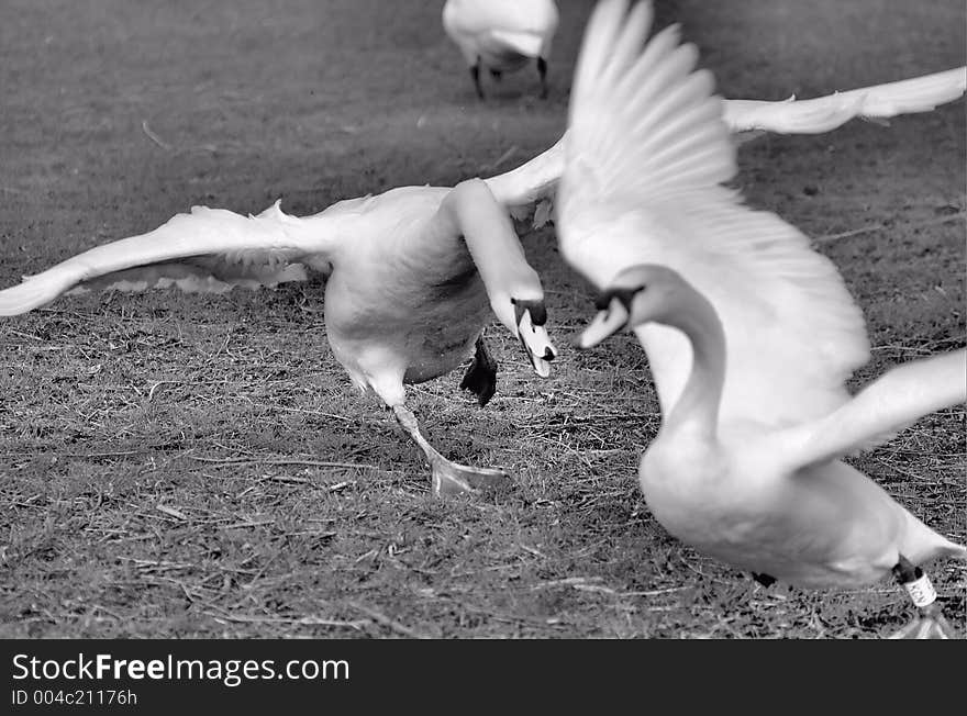 Swan attack!. Swan attack!