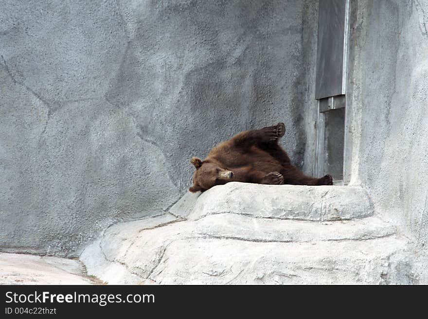 The bear on rest