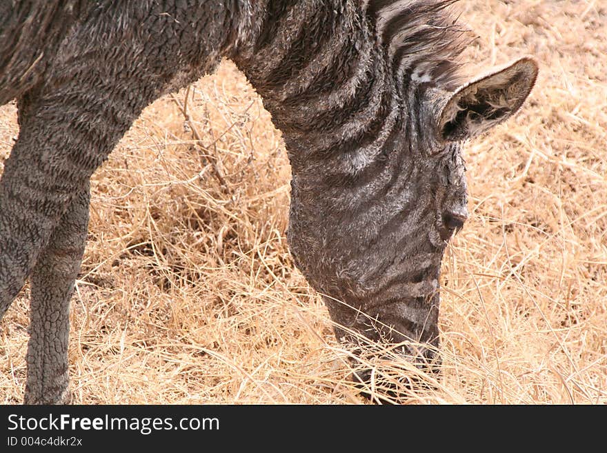 Young Zebra, Africa