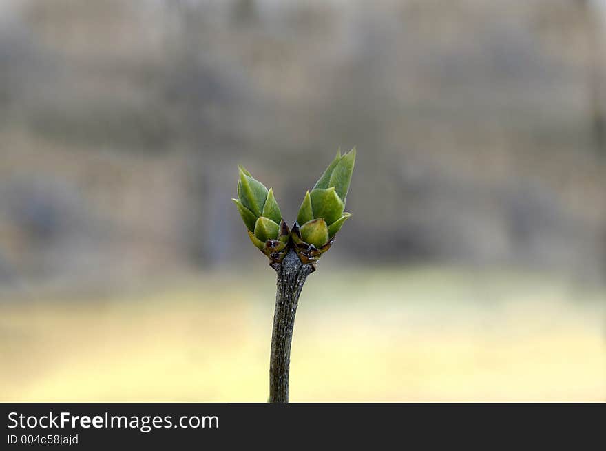 Green Spring