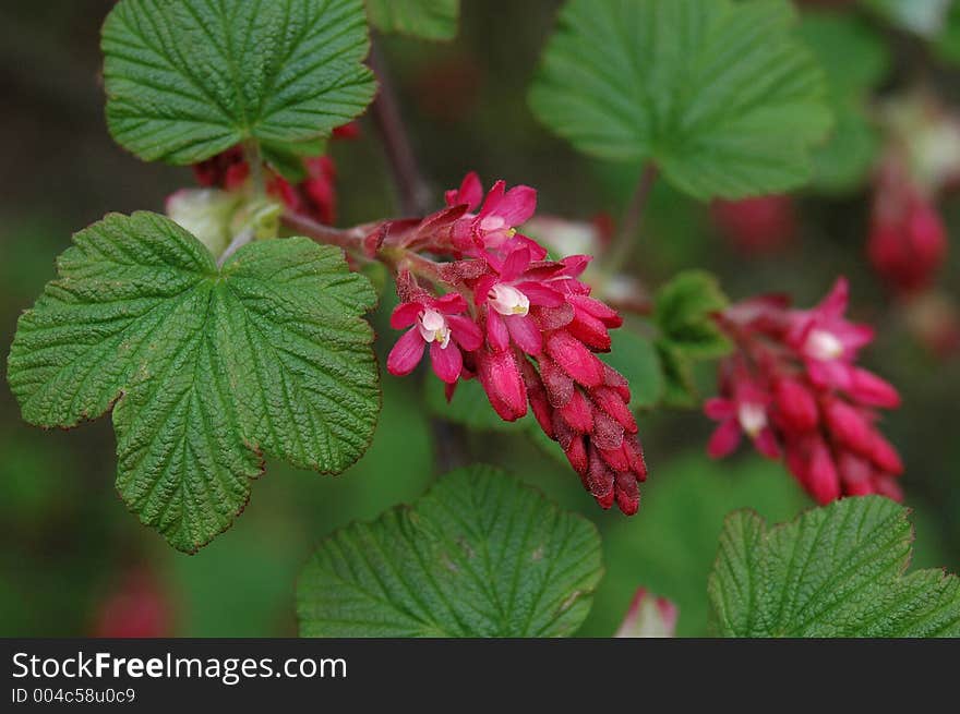 Ribes bush close-up with flowers