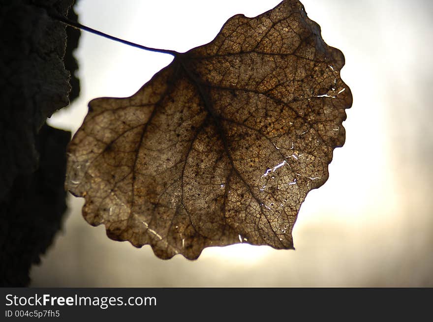 Brown leaf