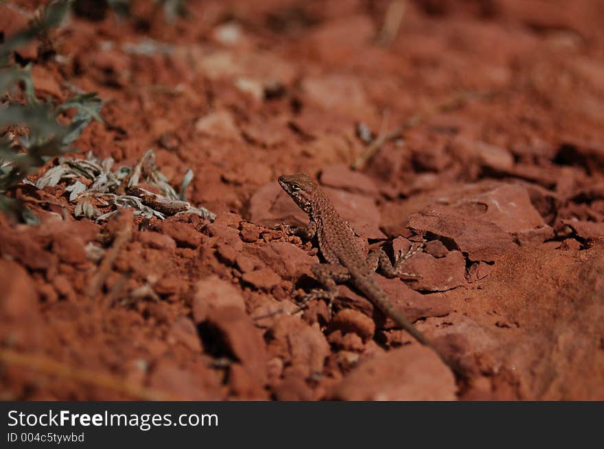 Desert Lizard