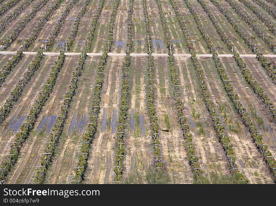 Rows of grapevines in vineyard in Spain