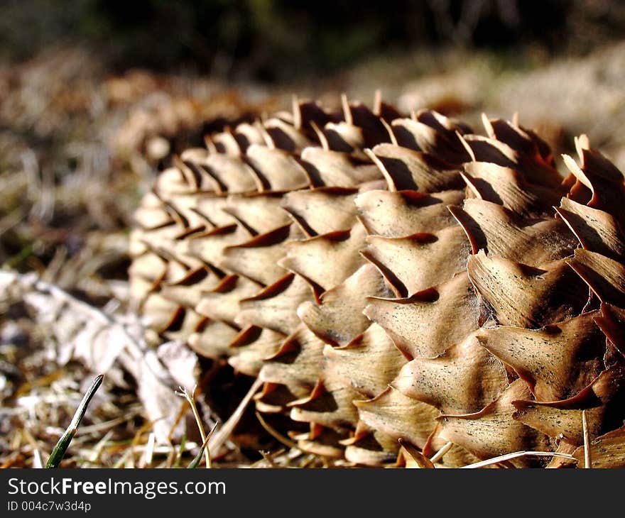 Fir cone