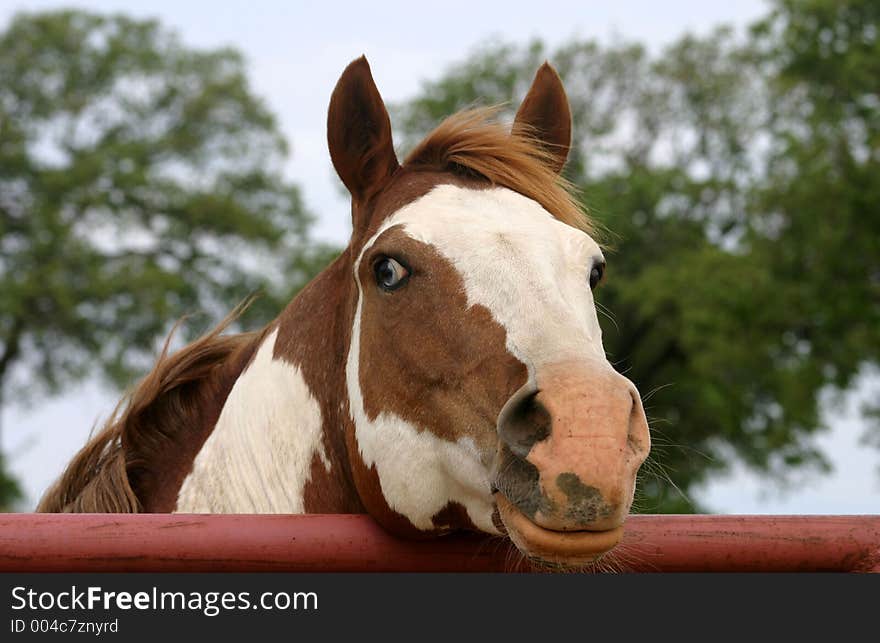 Proud paint stallion with head resting on top of red pipe gate, oak trees and sky, partial blue eye.