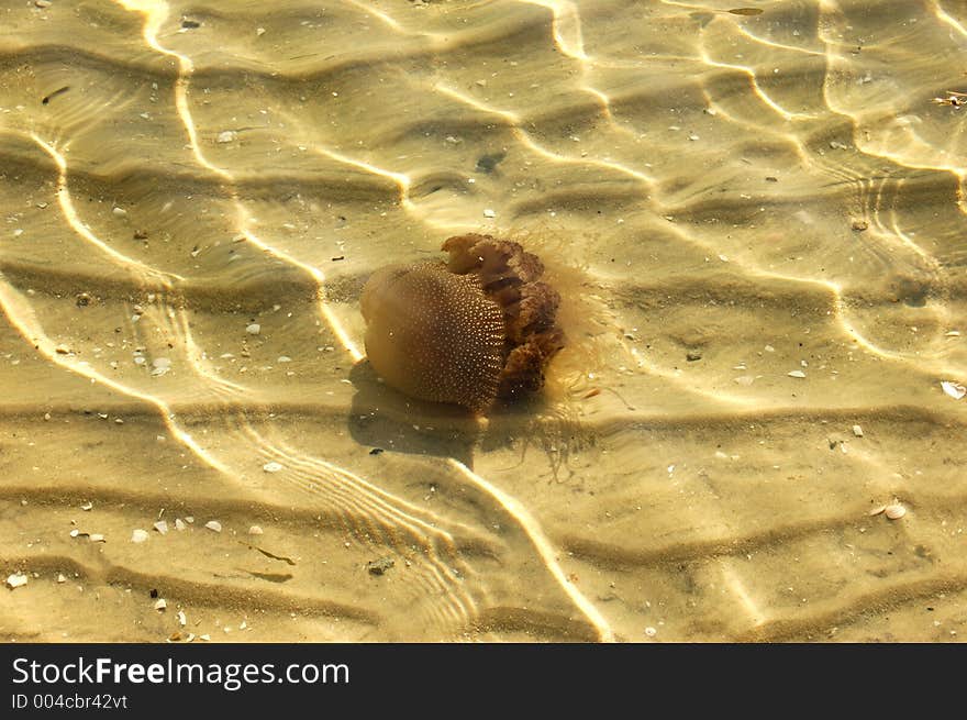 Australian Spotted Jelly Fish spotted near the shore