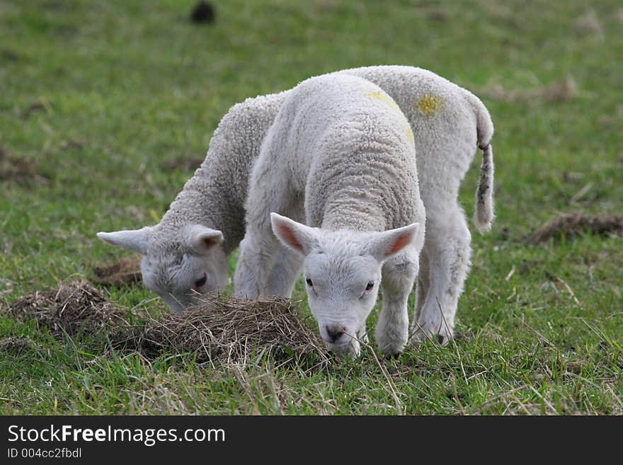 Newborn lambs. Newborn lambs