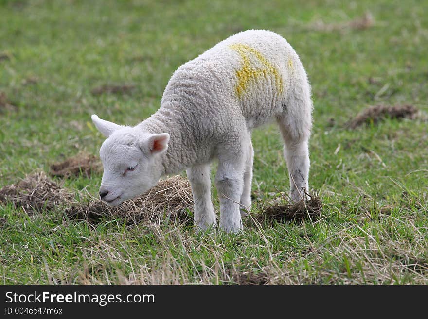 Newborn Lamb