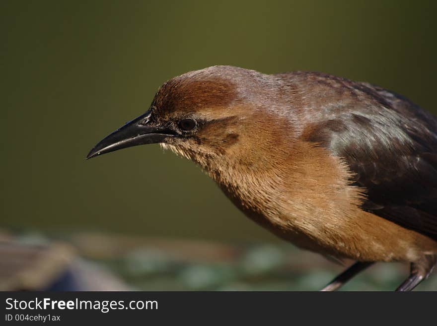 Common grackle, female, FL. Common grackle, female, FL