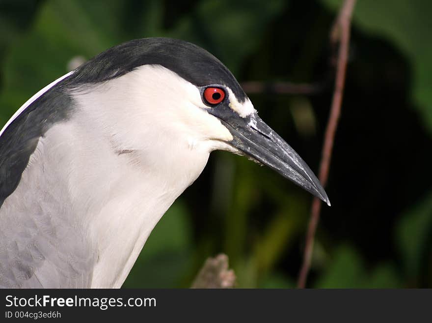 BLACK CROWNED NIGHT HERON, FL. BLACK CROWNED NIGHT HERON, FL