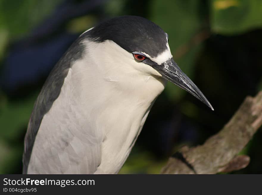 BLACK CROWNED NIGHT HERON, FL. BLACK CROWNED NIGHT HERON, FL