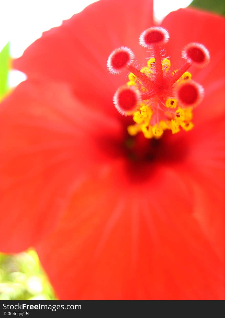 Flower Close-up