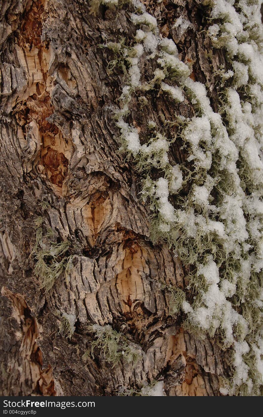 Moss snow bark