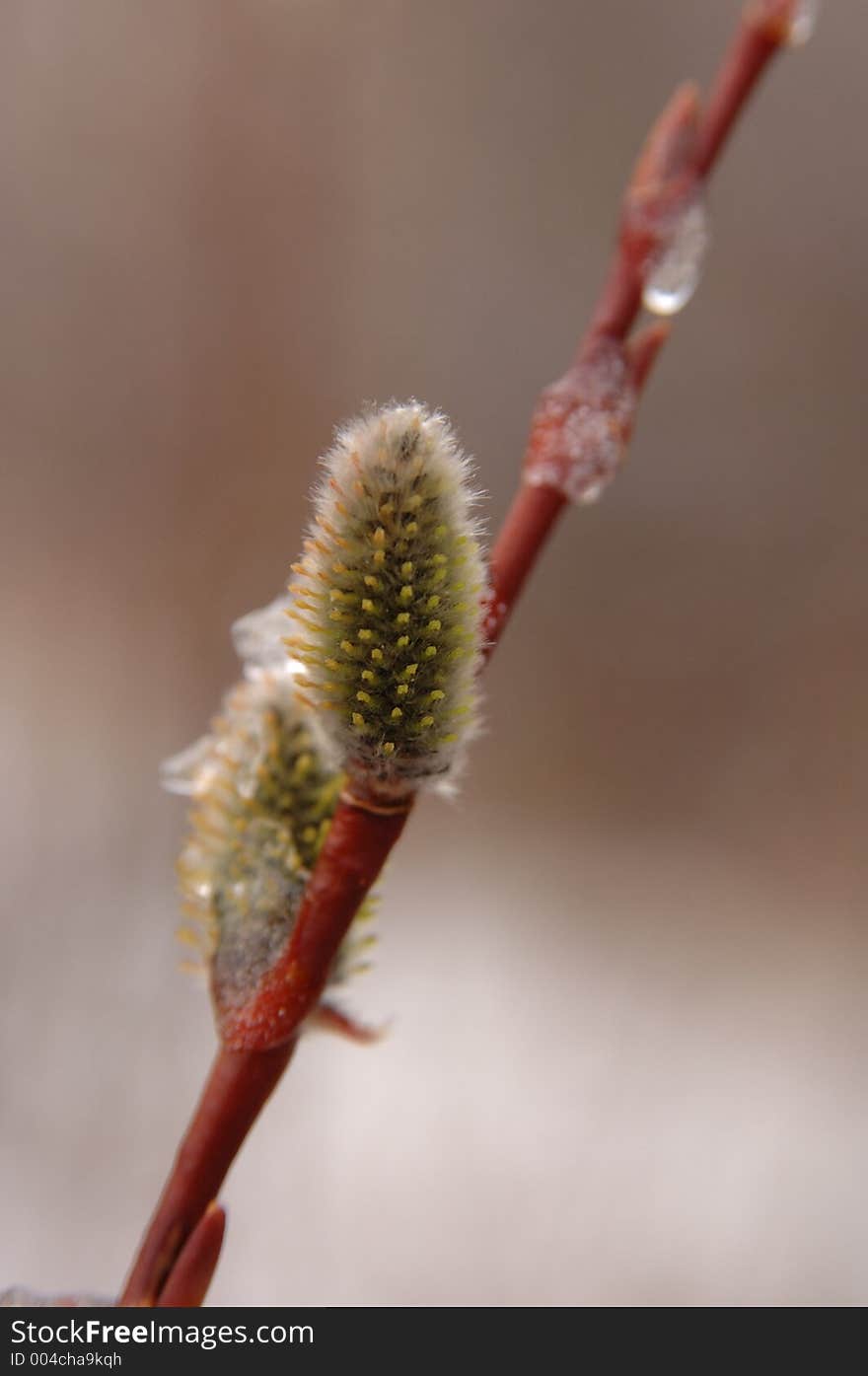 Willow in early Spring time. Willow in early Spring time