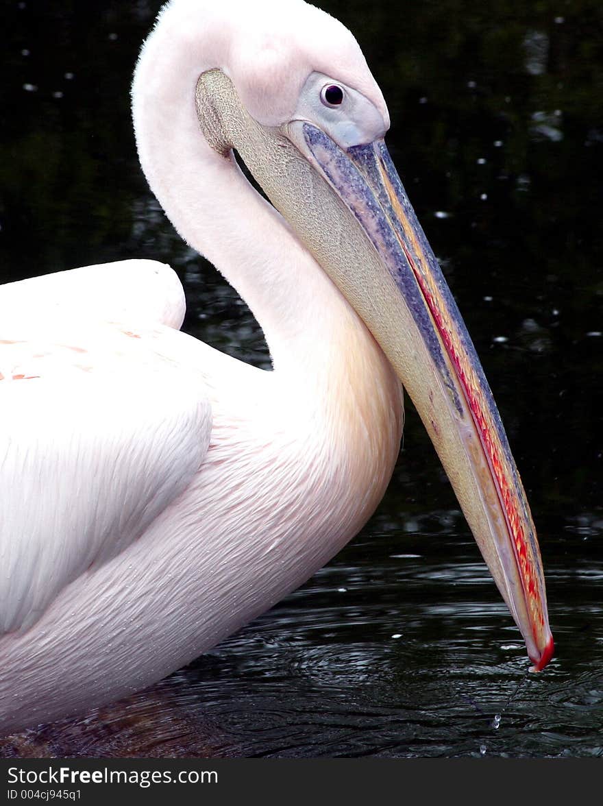 Pelican sitting on dead tree in water pond, profile close-up with elegant throat curve. Pelican sitting on dead tree in water pond, profile close-up with elegant throat curve