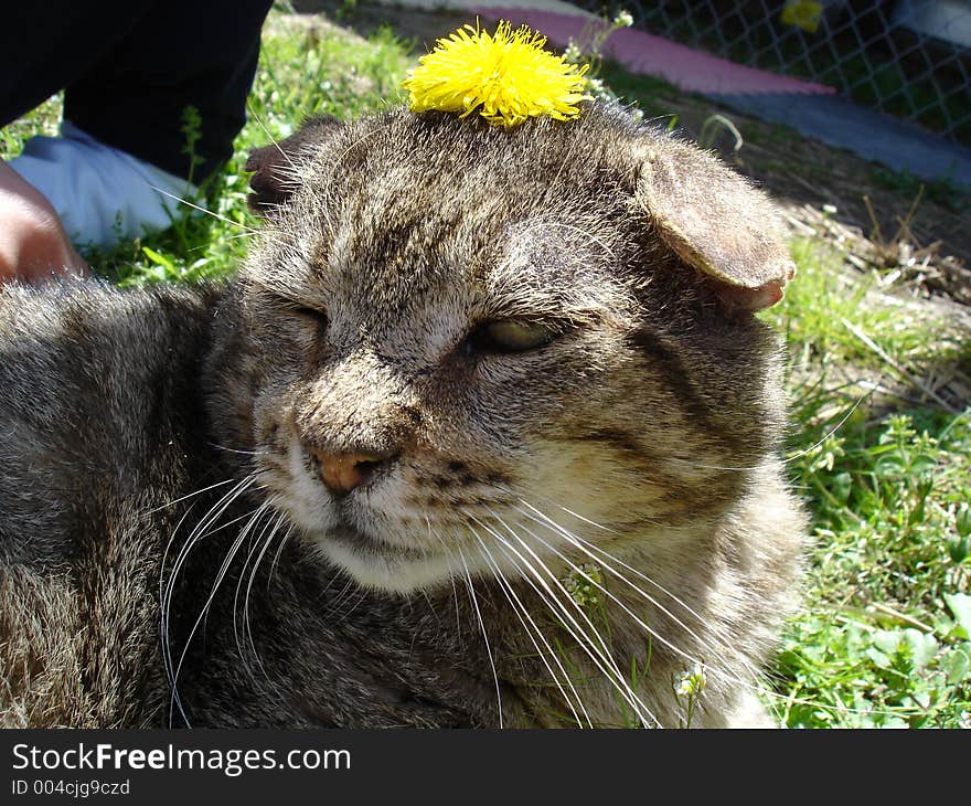 Tabby cat with dandelion on head in spring sun. Tabby cat with dandelion on head in spring sun.