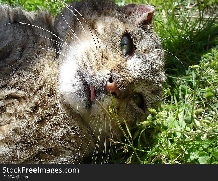 Tabby cat laying the in spring sunshine. Tabby cat laying the in spring sunshine.