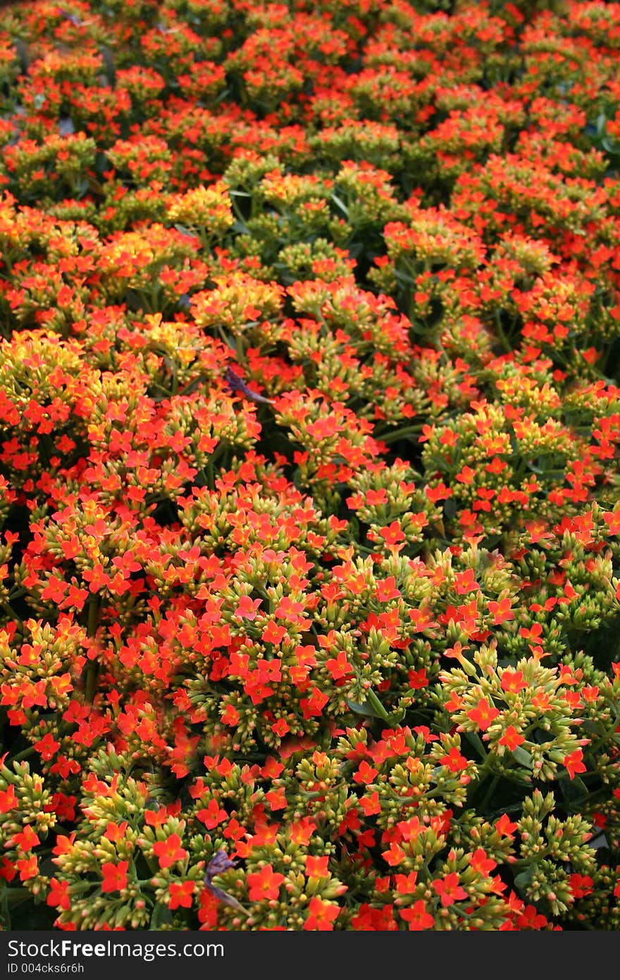 Spring Time Flowers