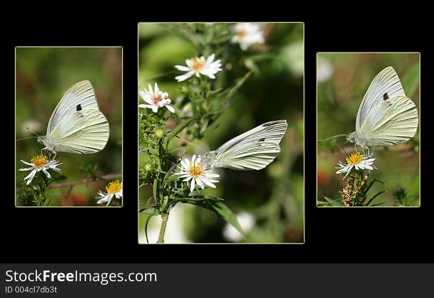 Sulphur Butterfly Trio