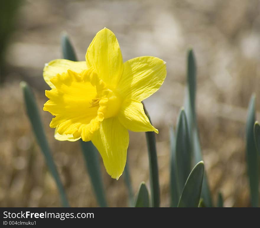 New bloom daffodil. New bloom daffodil