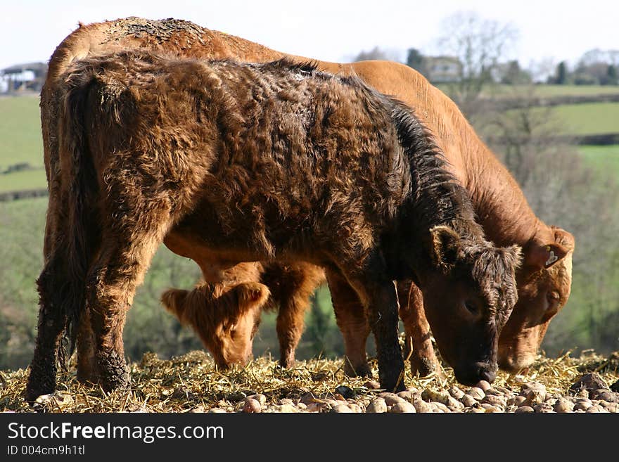 Cattle On A U.K. Farm. Cattle On A U.K. Farm