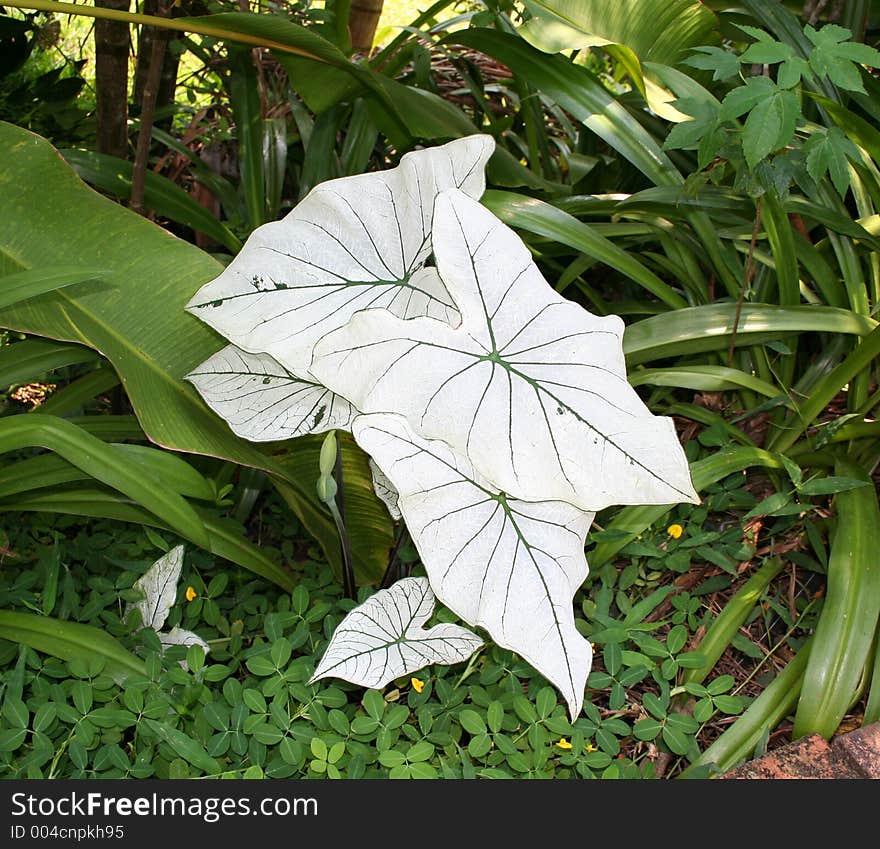 White leaves plant in Thailand.