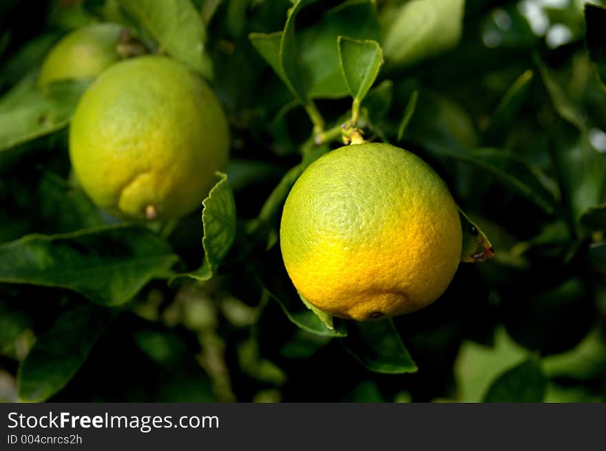 Two limes grwoing on tree