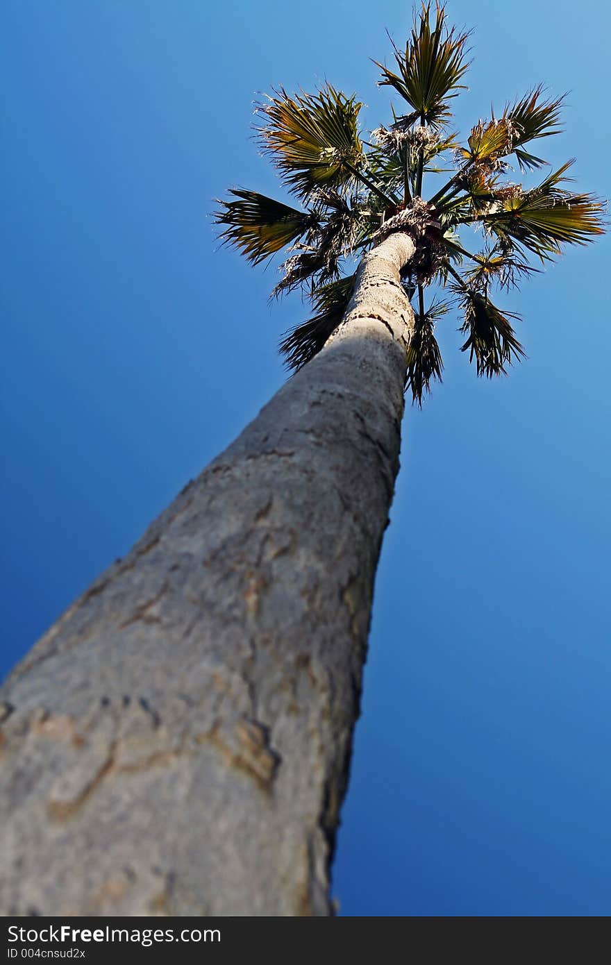 Palm tree on the beach