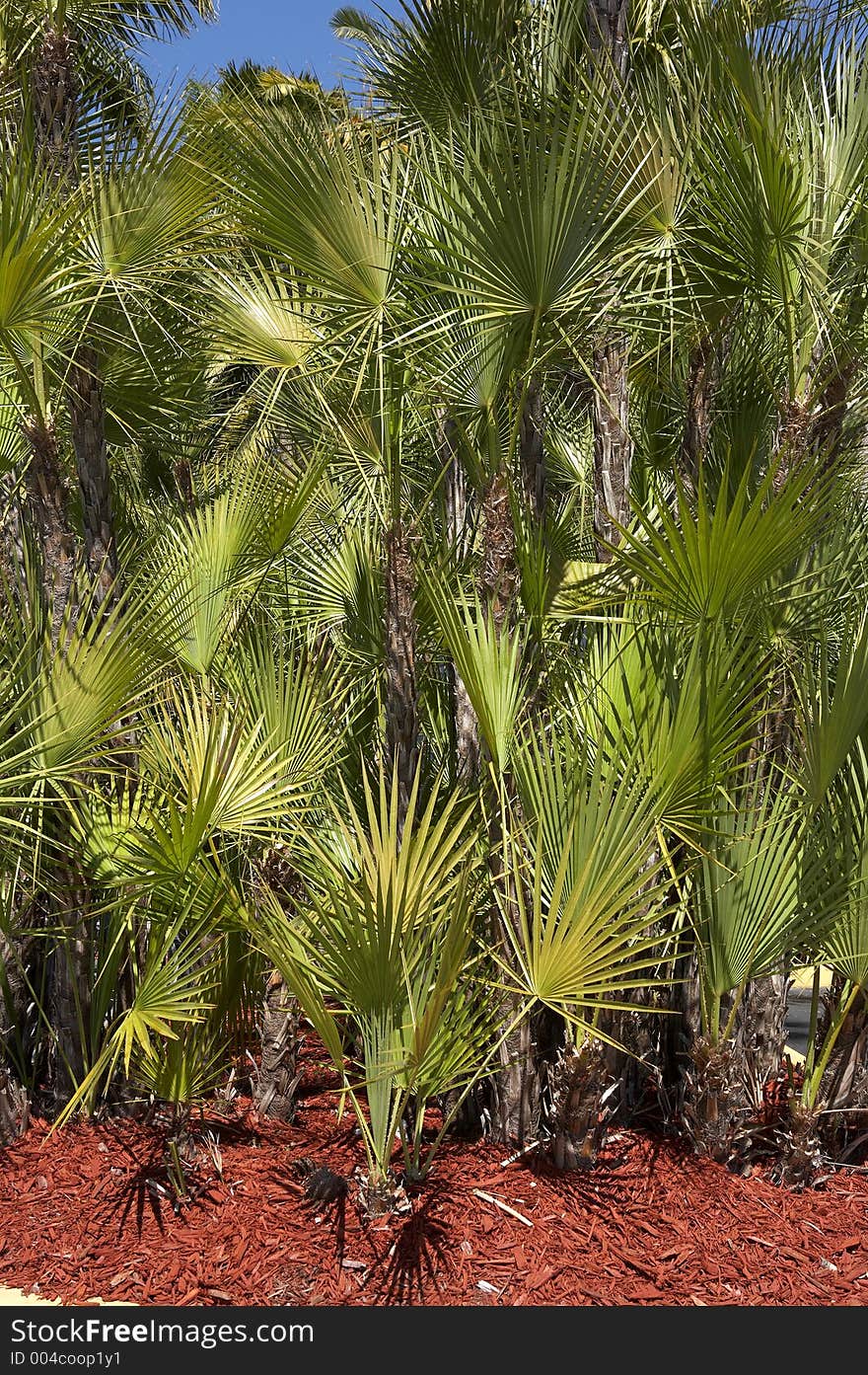 Palm trees at a supermarket off Periwinkle way, Sanibel island Florida America united states taken in march 2006