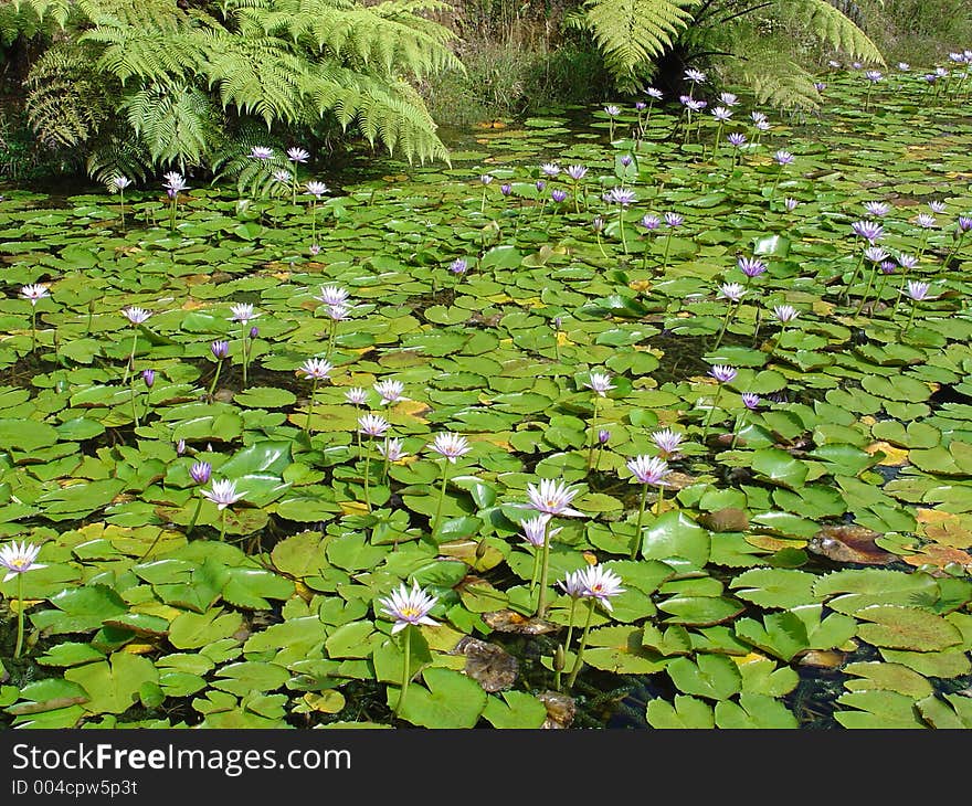 Mauve water lily garden