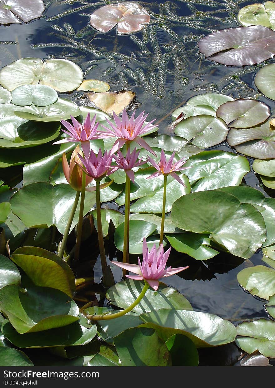 Pink tropical water lily's and lily pads in water garden