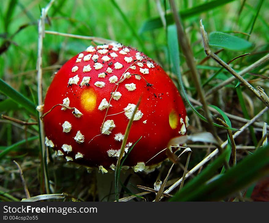 A colorful poisonous mushroom. A colorful poisonous mushroom