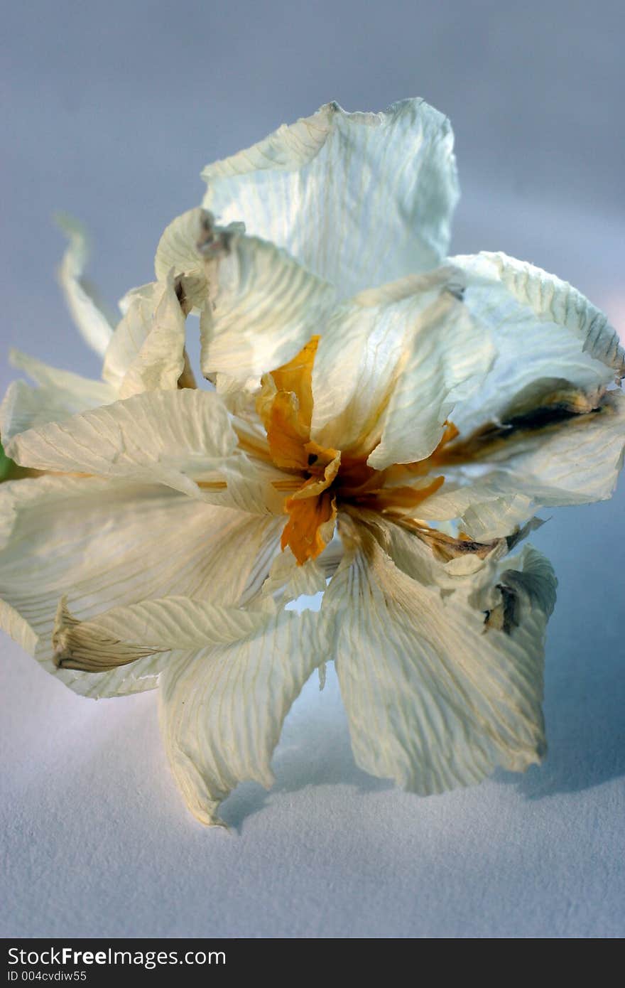 Close-up of a withering narcissus on a blue background