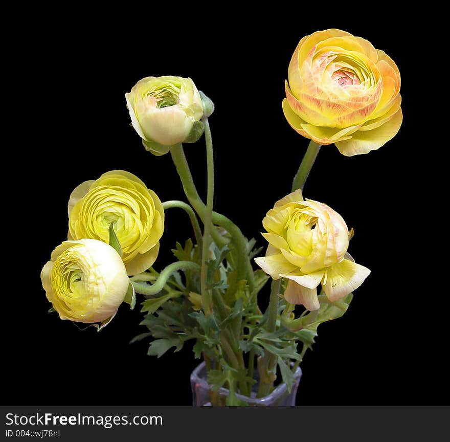 Ranunculus bouquet