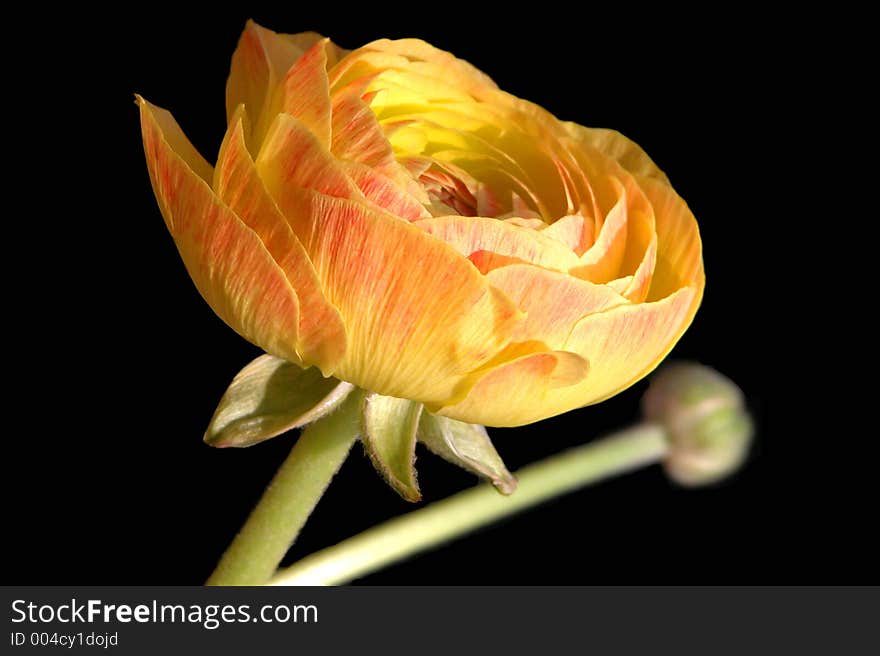 Ranunculus with bud