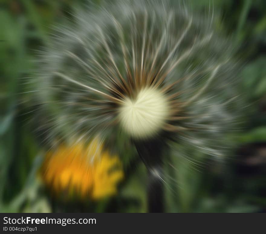 In camera wind motion shot of macro center dandelion with its white thistles blowing in wind. In camera wind motion shot of macro center dandelion with its white thistles blowing in wind