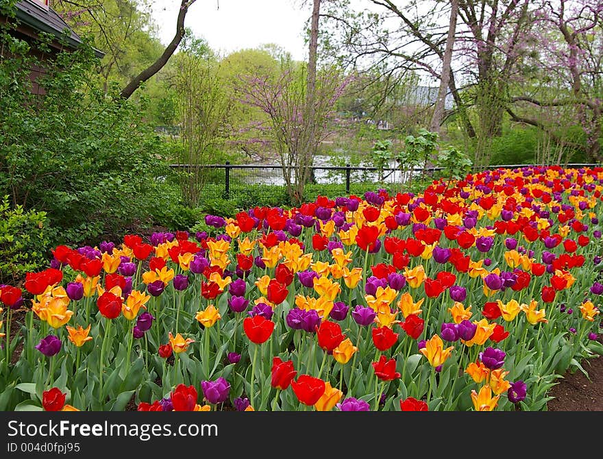 Flowering Tulips