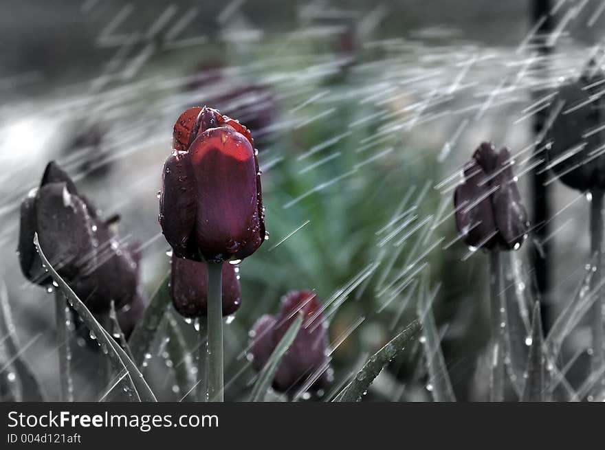 Tulip in rain. Tulip in rain