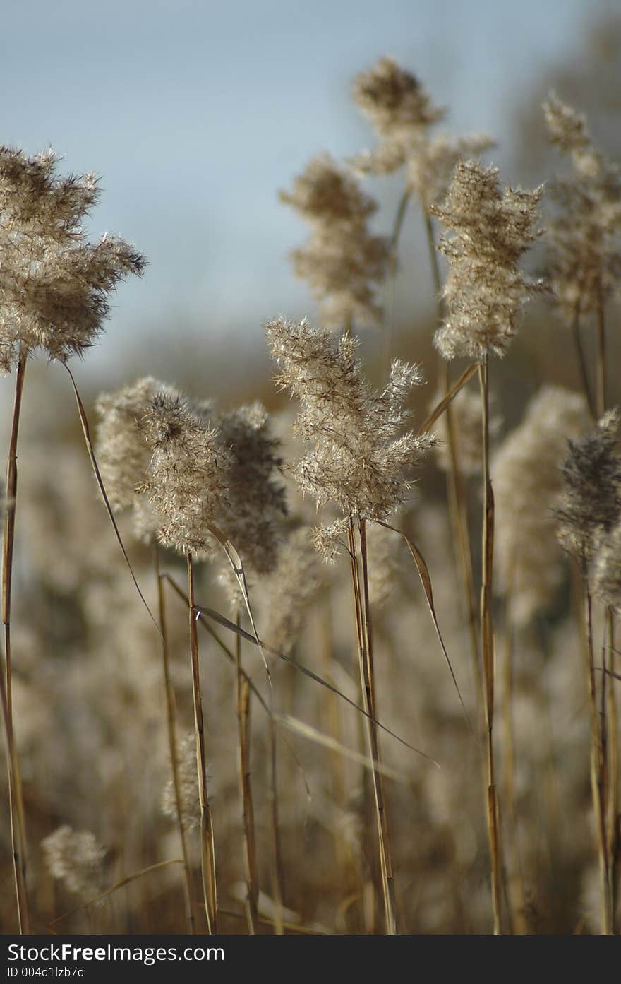 A field of yellow grasses. A field of yellow grasses.