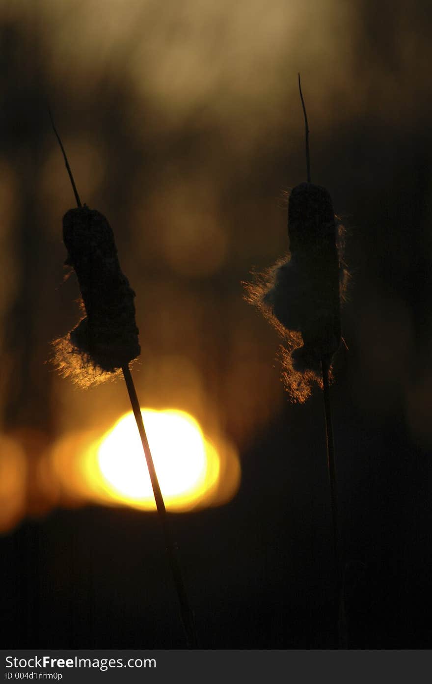 Cattails