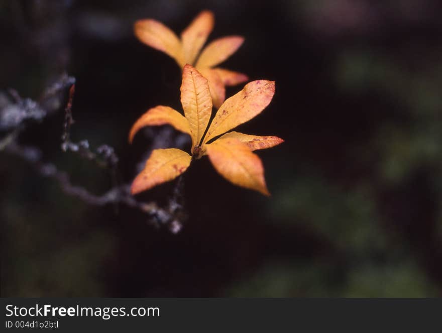 Orange leaves on gnarled grey branches. Orange leaves on gnarled grey branches.