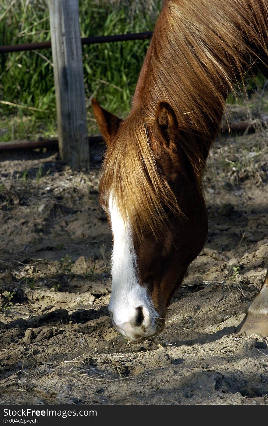 Horse Head