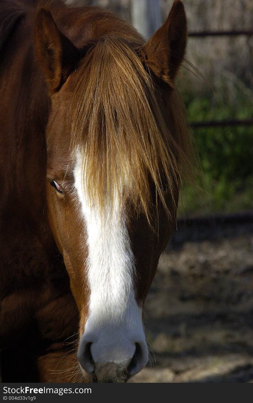 Horse Hair