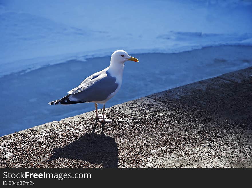 Seagull