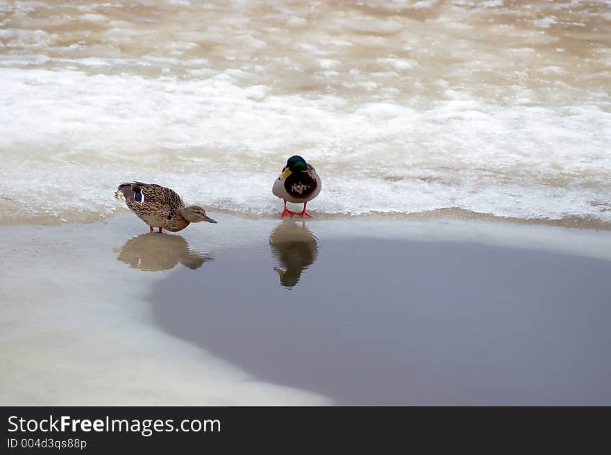 Ducks on ice