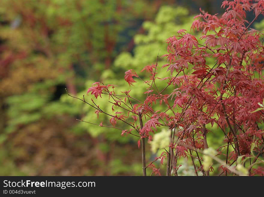 Red Maple