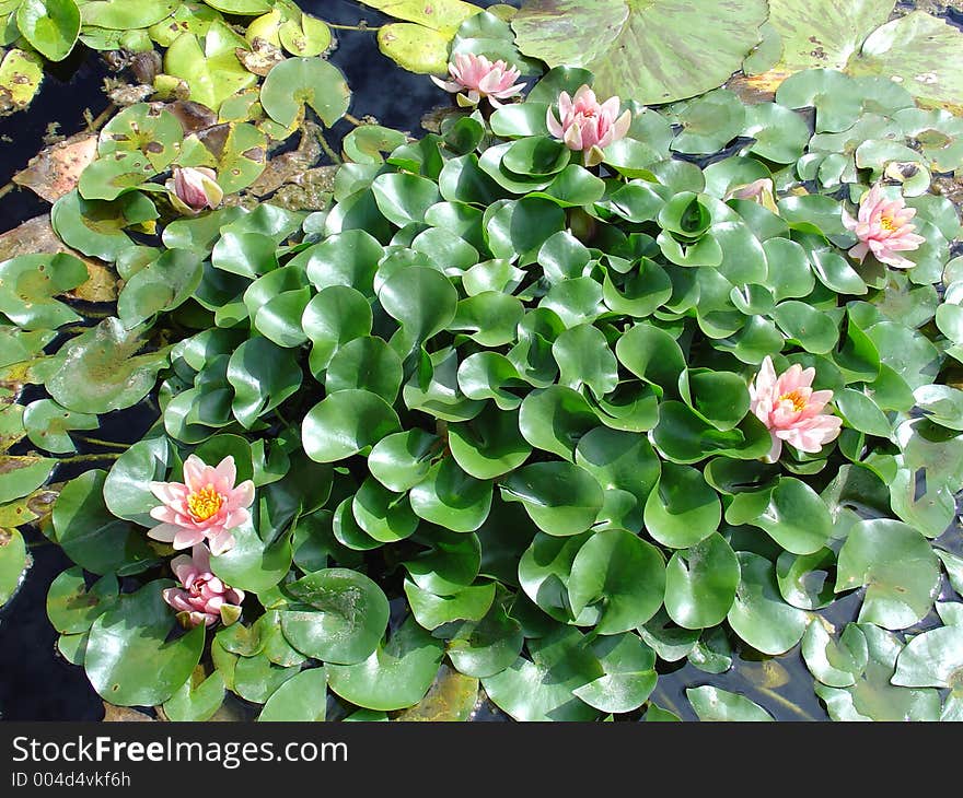 Water Lily Garden