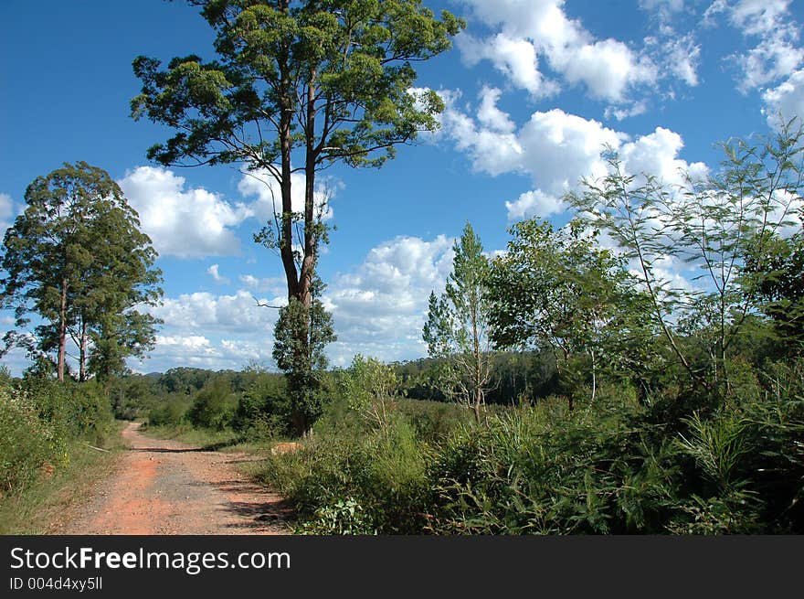 Forest Road Under A Blue Sky